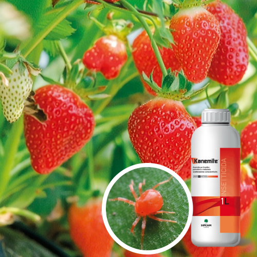 Ragnetti rossi della fragola: estensioni d’uso per Kanemite